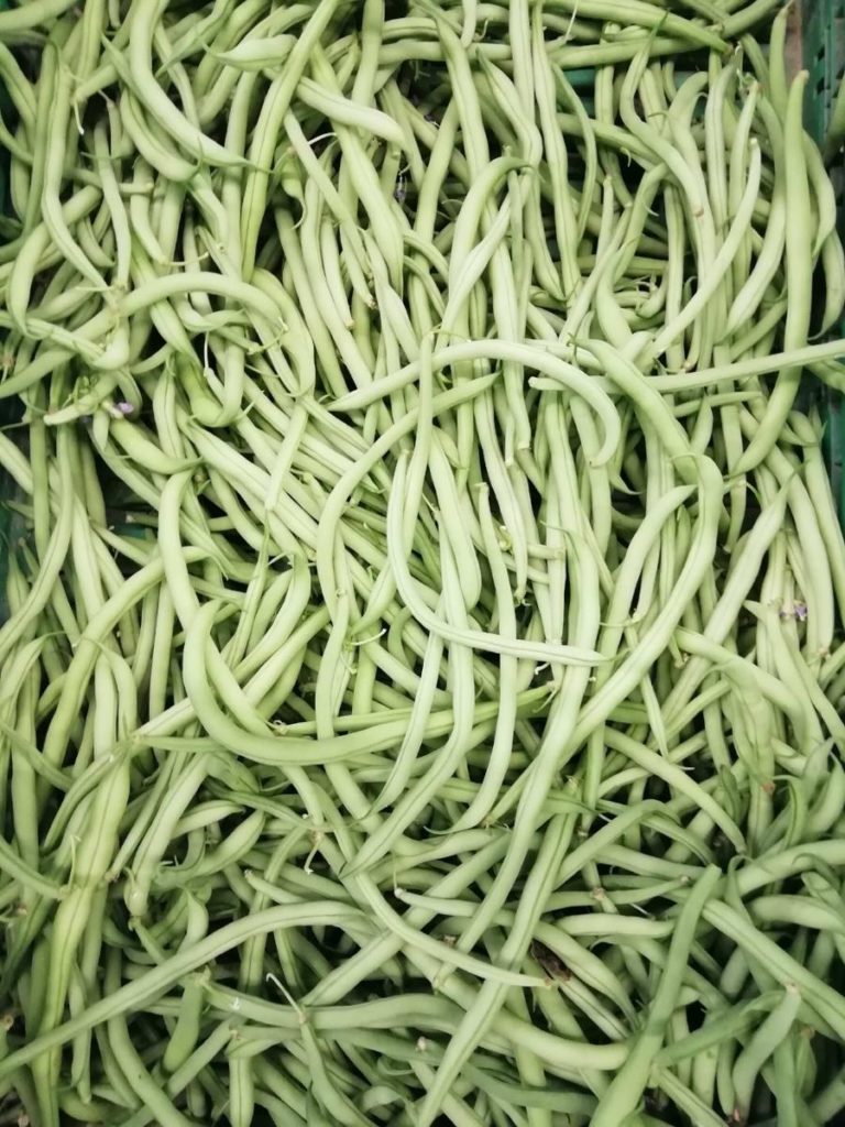 Haricots verts frais