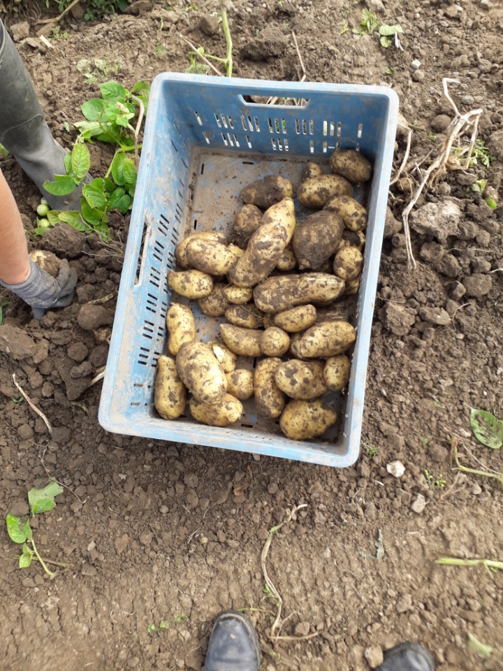 Nouvelles pommes de terre Annabelle