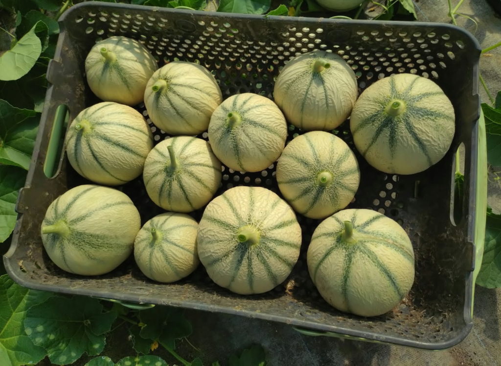 Melon charantais locaux de Deulemont