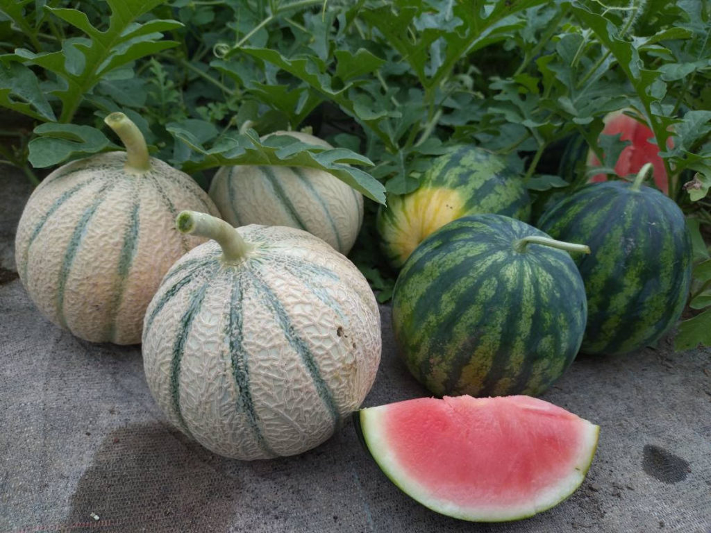 Melon et pastèque - Au Rond Point Fermier